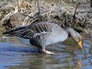 Greylag Goose (WWT Slimbridge April 2013) - pic by Nigel Key